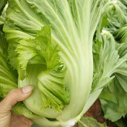 100 Pcs Seeds Heirloom | Non-GMO | Chinese Asian Vegetable Seeds Fresh Garden Seeds, Seeds, Gardeners Choice!