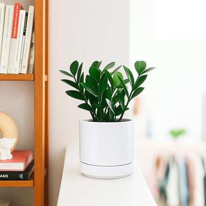 D'vine Dev 4.7 Inch Ceramic Planter Pot with Drainage Hole and Saucer, Indoor Cylinder Round Planter Pot, White, 94-O-B-1