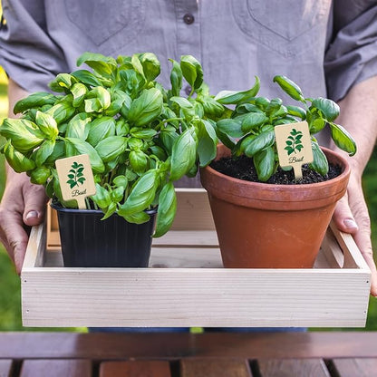 UPINS 24Pcs Acrylic Plant Labels Herb Plant Markers Plant Tags Signs with Printed Name for Indoor Outdoor Gardens Herbs Seedlings Plants