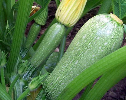 TomorrowSeeds - Grey Zucchini Seeds - 360+ Count - for 2026 Planting Mexican Gray Zucchini Summer Squash Kousa Calabacita Courgette Marrow Harakun Garden Vegetable Fresh Grow Your Own Home Farm Patio