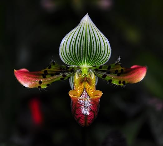 Jaggar Cross Exotics Best Orchid Fuel! Better Than MSU Fertilizer - RO/Rain/Tap Water (Half Pint - 8 oz)
