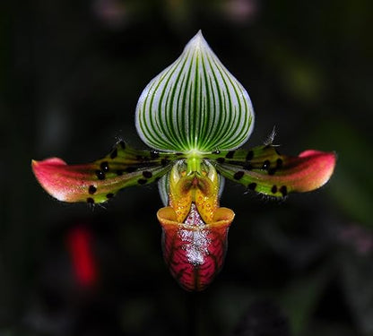 Jaggar Cross Exotics Best Orchid Fuel! Better Than MSU Fertilizer - RO/Rain/Tap Water (Half Pint - 8 oz)