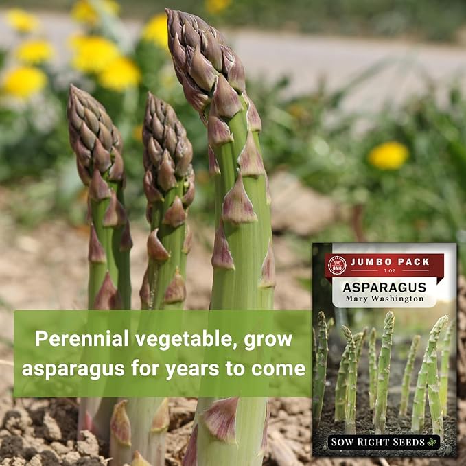 Sow Right Seeds - Bulk Mary Washington Asparagus Seeds for Planting - 1 Ounce, 1600 Seeds - Non-GMO HeirloomJumbo Pack with Instructions to Plant a Home Vegetable Garden - Grow Asparagus for Years