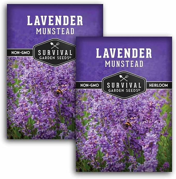 Munstead English Lavender Seeds for Planting – Compact Dwarf Hardy Perennial Herb for Indoor or Outdoor Gardens, Culinary & Fragrant Pollinator Flower - Survival Garden Seeds (2 Packs)