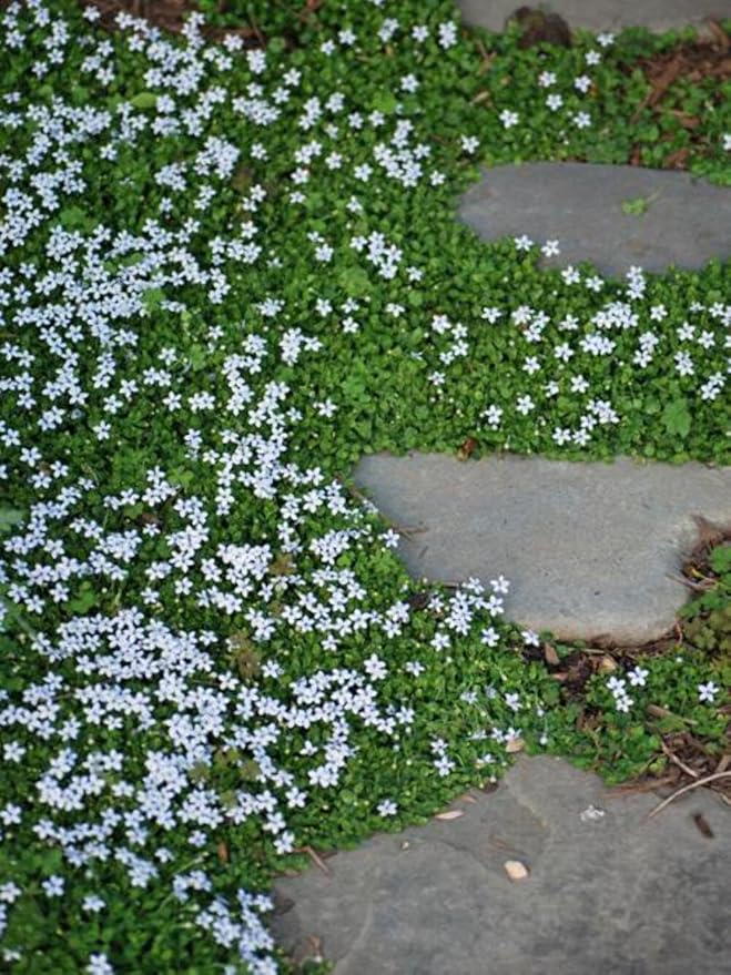 Perennial Farm Marketplace Isotoma fluviatilis (Blue Star Creeper) Groundcover, Size- 1 Quart, Bluish Flowers