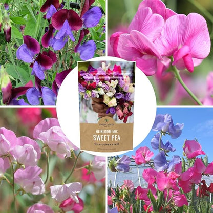 Sweet Pea Seeds Heirloom Mix - Bulk 1/4 Pound Bag - Over 1,400 Seeds - Large Fragrant Lavender, Purple, Red, Pink and White Blooms