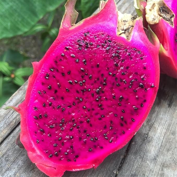 150pcs/pack Red Dragon Fruit (Pitaya) Seeds – Easy to Germinate Grow Exotic, Vibrant Pitaya Fruit at Home Organic | Heirloom
