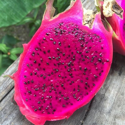 150pcs/pack Red Dragon Fruit (Pitaya) Seeds – Easy to Germinate Grow Exotic, Vibrant Pitaya Fruit at Home Organic | Heirloom