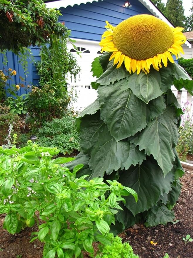 Mongolian Sunflower Seeds – 10 Seeds per Packet, Easy-to-Grow for a Diverse Garden