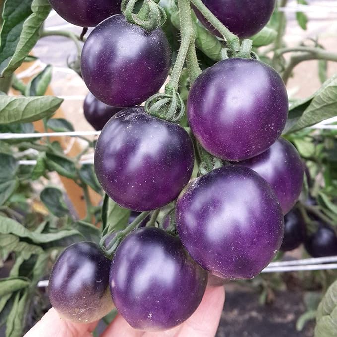 Seeds Indigo Rose Cherry Tomato/Indeterminate Type/Non GMO/Heirloom