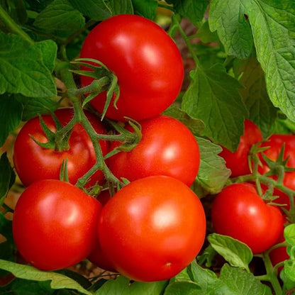 2.25lb Tomato & Vegetable Plant Food Fertilizer Triple Play 8-8-8 (Covers Up to 250 Square Feet)