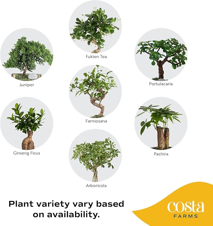 Costa Farms Bonsai Tree Kit, DIY Live Bonsai Tree Includes Tools, Potting Soil Mix, Plant Pot, Indoor Gardening, Birthday Gift, 10-Inches Tall