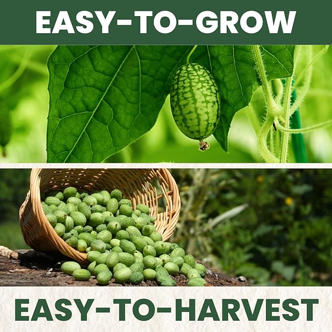 Cucamelon – 65 Premium Seeds for Planting – Mini Watermelon-Like Fruits for The 2026 Season – 200-Milligram Pouch
