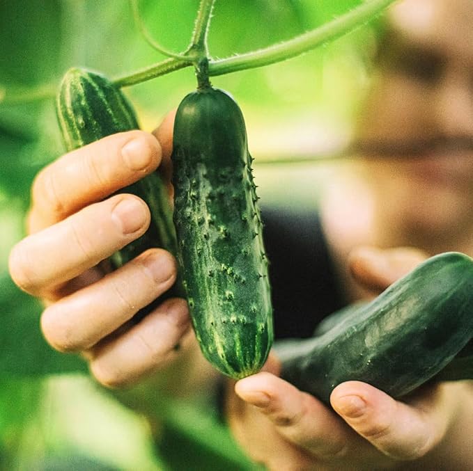 Park Seed Variety of Cucumber Seeds, Planting Cucumbers, Vegetable Seeds, Easy to Grow, Non-GMO, Perfect for Harvesting, Whopper II Hybrid, Pack of 20
