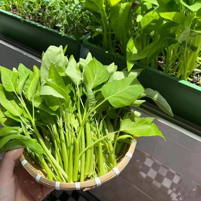 500+ Kong Xin CAI Vegetable Seeds Water Spinach Kangkong Delicious Vegetable Seeds for Green Leaf Planting Garden Non-GMO Choy Ong Seed