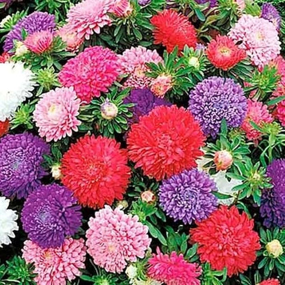 Seeds Aster Dwarf Mix Annual Garden Flowers for Planting