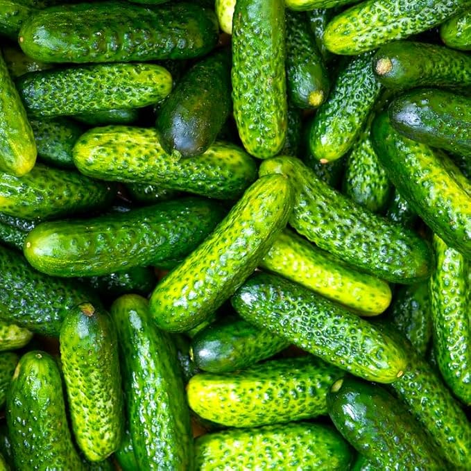 TomorrowSeeds - Parisian Gherkin Cucumber Seeds - 50+ Count - for 2026 Planting French Cornichon Baby Cucumbers Pickle Mini Kirby Cocombro Hybrid Vegetable Grow Your Own Home Farm Patio Healthy