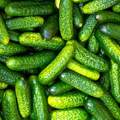 TomorrowSeeds - Parisian Gherkin Cucumber Seeds - 300+ Count - for 2026 Planting French Cornichon Baby Cucumbers Pickle Mini Kirby Cocombro Hybrid Vegetable Grow Your Own Home Farm Patio Healthy