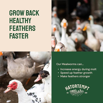 Hatortempt 2lb Dried Mealworms for Chickens - 50% Protein and 32% Essential Fats to Support Healthy Feather Growth During Molt - Organic Treats for Chickens, Ducks, Wild Birds & Reptiles