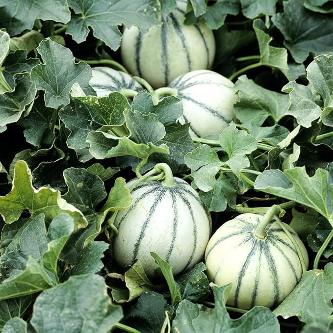 Seeds Charentais Melon Cantaloupe Non GMO Heirloom