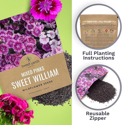 Sweet William Seeds – Mixed Pink Colors – Extra Large 1oz Packet – Over 30,000 Open Pollinated Non-GMO Flower Seeds – Dianthus barbatus
