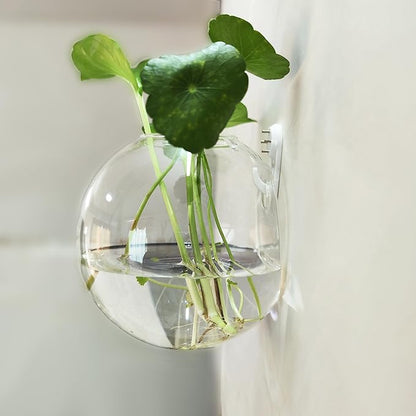 6 Pack Hanging Wall Vases, Glass Hainging Planter Propagation Station Terrarium, 4.7" Globe Wall Planters for Indoor Plants,Home Decor