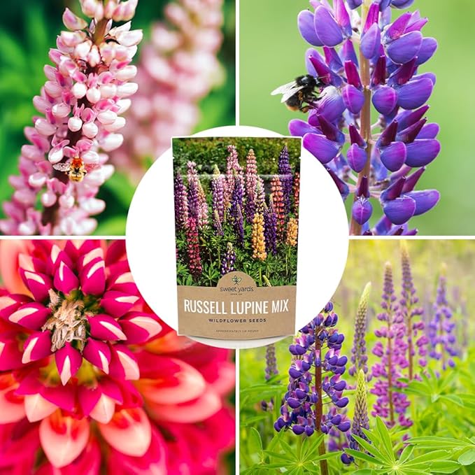 Russell Lupine Seeds – Bulk Quarter Pound Bag – Over 5,000 Open Pollinated Non-GMO Perennial Wildflower Seeds – Lupinus polyphyllus