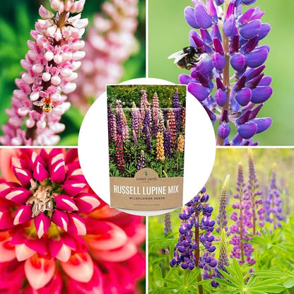 Russell Lupine Seeds – Bulk Quarter Pound Bag – Over 5,000 Open Pollinated Non-GMO Perennial Wildflower Seeds – Lupinus polyphyllus
