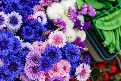 TomorrowSeeds - Cotton Candy Mix Tall Bachelor Button Seeds - 3000+ Count - for 2026 Planting Centaurea Multicolor Heirloom Tall Cornflower Flower Bouquet Edible Boutonniere Basket Corn Grow Your Own