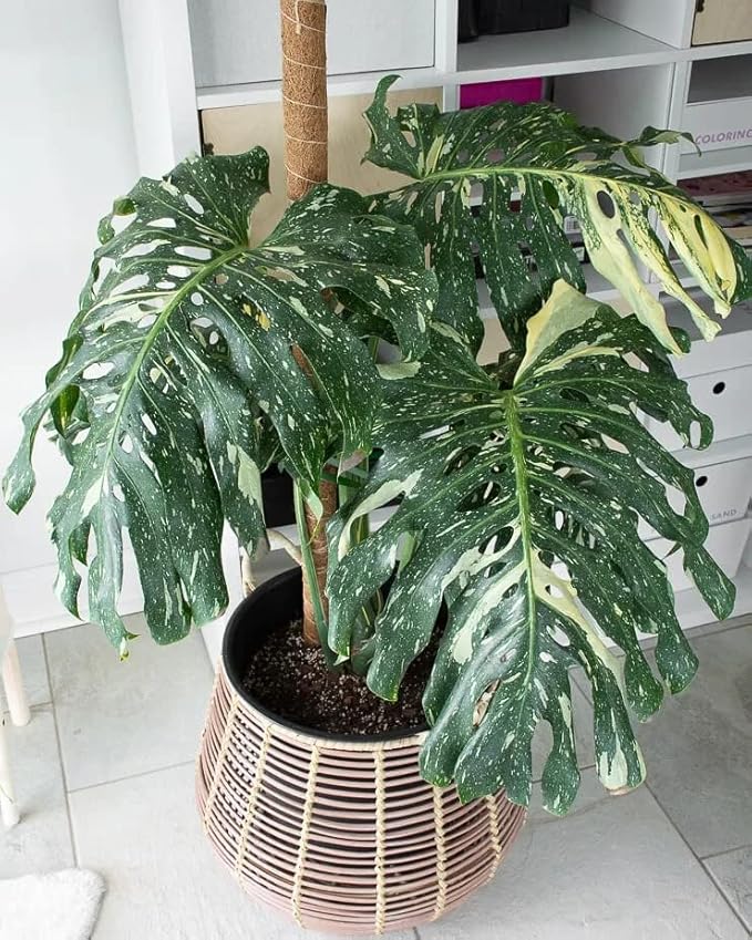 Premium Thai Constellation Monstera Potting Soil - Enhances Aeration and Drainage for Optimal Growth by Gardenera - 3 Quart