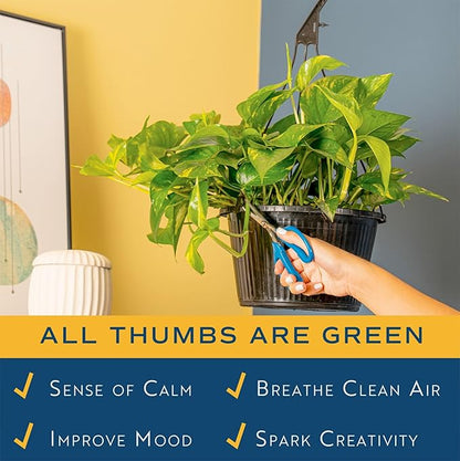 Costa Farms Pothos Live Plant, Devil's Ivy in Hanging Basket Pot, Easy to Maintain, Large Air Purifying Indoor Houseplant, Home, Room, or Office Decor, House Warming or Birthday Gift