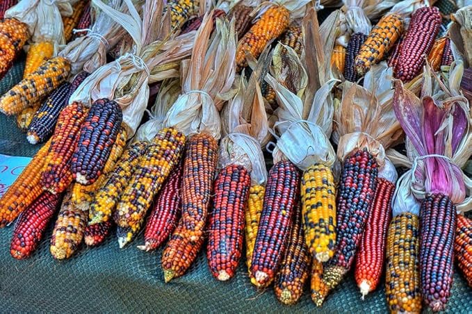 Seeds Corn Multicolor Montana Sweet Purple Yellow Red Garden Heirloom Vegetable for Planting Non GMO