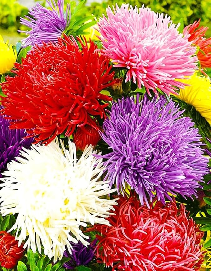 Needle Aster Seed Mix Multicolor 100 Seeds for Planting Non-GMO