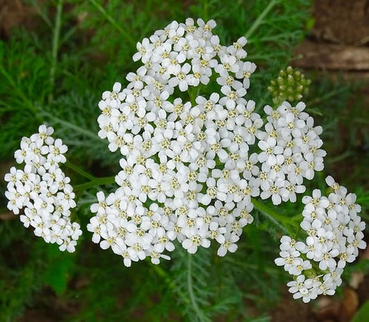 Yarrow White 10,000 Seeds (Achillea millefolium) - Heirloom - Open Pollinated - Native Flower Seeds for Planting - Attracts Pollinators - Drought Tolerant