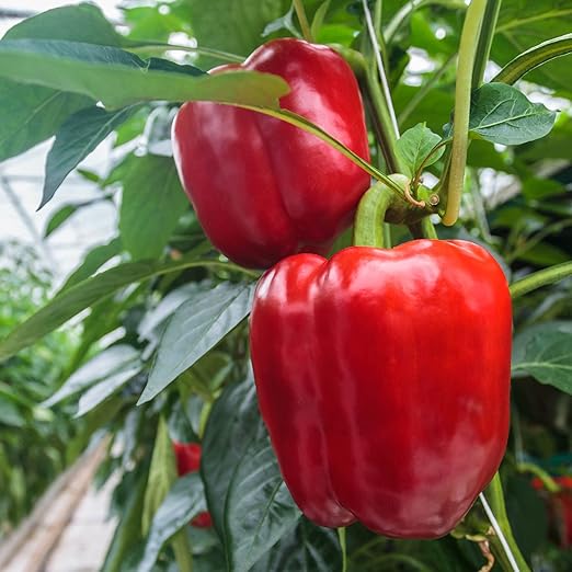 Big A Pepper Fertilizer – 12 oz Premium Organic Fertilizer for Peppers – Organic Plant Food for Garden – Gardening Nutrients for Crispy and Delicious Veggies of All Types