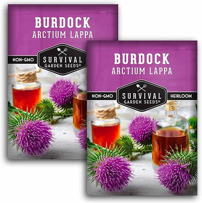 Burdock Root Seeds for Planting – Grow GOBO (Arctium lappa) Heirloom Root Vegetable – Non-GMO Medicinal Herb for Home Gardens – Survival Garden Seeds (2 Packs)