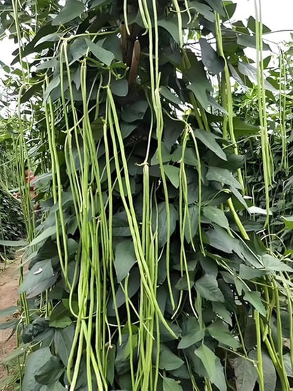 30PCS Yard Long Bean Seeds Heat Tolerant Non-GMO Heirloom Seeds