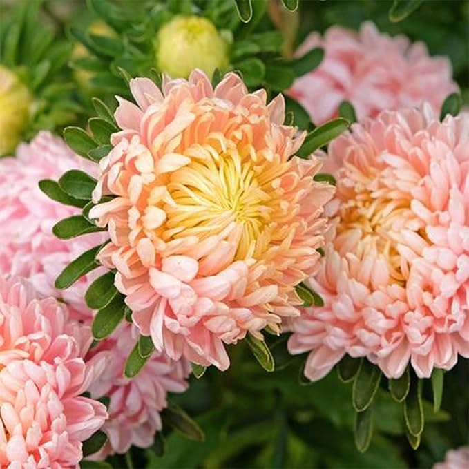 Chrysanthemum Flowers Seeds for Planting, 1000pcs Rare Perennial Tanacetum Chrysanthemum Morifolium Flower Seeds, Heirloom Non-GMO Home Garden Wildflower in Outdoors Indoors