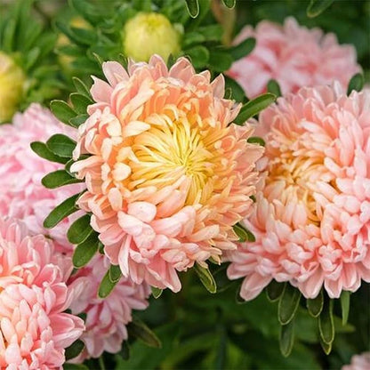 Chrysanthemum Flowers Seeds for Planting, 1000pcs Rare Perennial Tanacetum Chrysanthemum Morifolium Flower Seeds, Heirloom Non-GMO Home Garden Wildflower in Outdoors Indoors