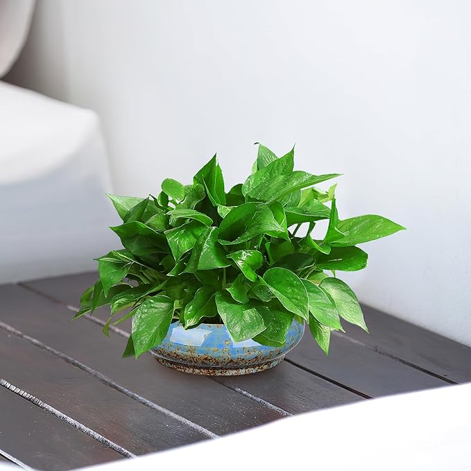 Bonsai Pot Water Lily Bowl Succulent Planter Ceramic Flower Pot Shallow Decorative Bowl for Home Office Garden Balcony (No Drainage Hole)