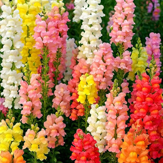 Snapdragon Flower Seeds Mixed - 2000Pcs Mix Snapdragon Flower Seeds for Planting Outdoor Snapdragon Flower Home Garden Balcony Multicolor Flowers Seeds