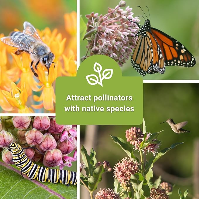Sow Right Seeds - Milkweed Seed Collection - Varieties Included: Common, Rose and Showy Milkweed, Attracts Monarch and Other Butterflies to Your Garden - Non-GMO Heirloom Packet to Grow
