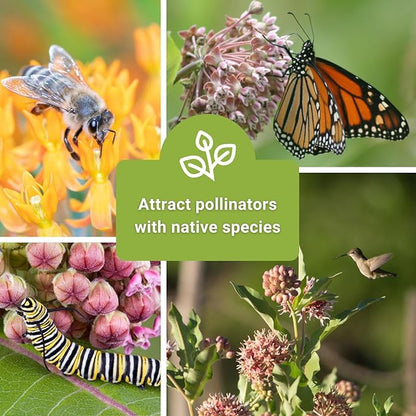 Sow Right Seeds - Milkweed Seed Collection - Varieties Included: Common, Rose and Showy Milkweed, Attracts Monarch and Other Butterflies to Your Garden - Non-GMO Heirloom Packet to Grow