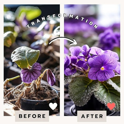 EarthPods® Organic African Violet Fertilizer Spikes – 100 African Violet Food Capsules - Made in USA