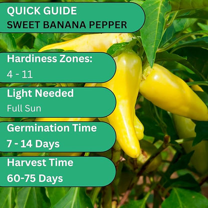 Sweet Banana Pepper Seeds for Planting – Heirloom Non-GMO Mild Yellow Banana Peppers for Home Gardens | Woods Creek Seeds