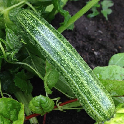 Seeds Vegetable Zucchini Tiger Striped Green - 30 Seeds