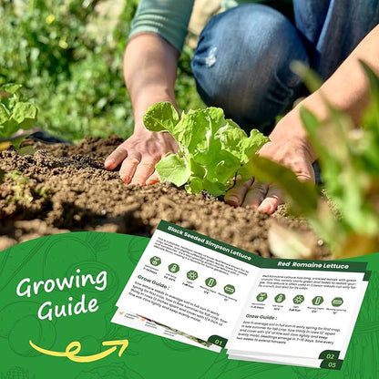 Heirloom Lettuce Seeds - 5 Varieties, Non-GMO Seeds for Planting - Black Seeded Simpson, Iceberg, Buttercrunch, Parris Island Cos & Lolla Rossa Lettuce - Home Garden & Hydroponic Seeds
