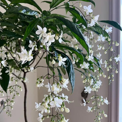 Climbing Jasmine Flower Seeds, 100 Non-GMO Jasmine Gardenia Seeds, Fragrant Flower, Climbing Flower Seed for Home Garden Outdoor, Indoor