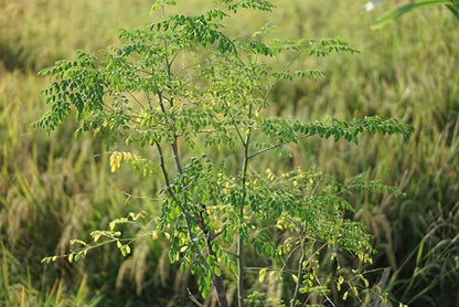 Indian Moringa Seeds High-Yield Drumstick Seeds for Home Garden, Terrace Gardening, Organic Vegetable Farming, Easy to Grow, Fast Germination, Suitable for Pots and Outdoor Planting (Pack of 15)