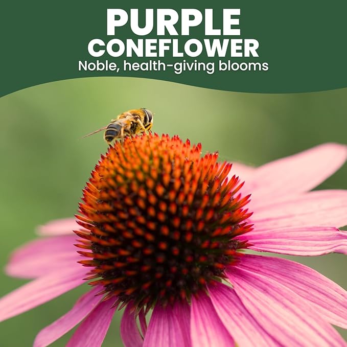 Purple Coneflower – 1,250 Seeds for Planting – 2026 Season – 5 Gram Pouch